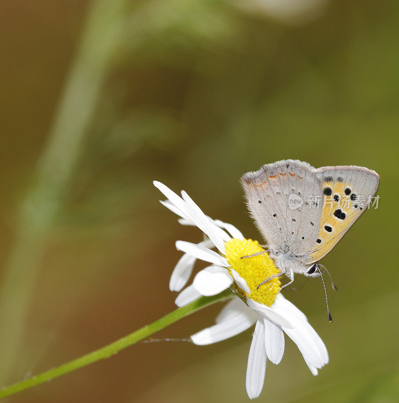 小铜蝶(Lycaena phlaeas)